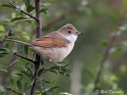 Epingle Sur Oiseaux