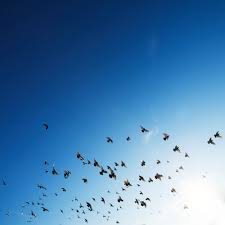 Angry birds wiki is devoted to the popular mobile game application angry birds. Bird Wallpapers Free Hd Download 500 Hq Unsplash