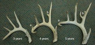 Antler Growth Cycle Deer Ecology Management Lab