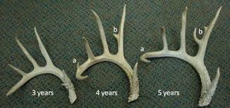 deer antler age chart best picture of chart anyimage org