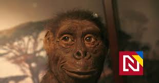 Australopitek Lucy asi zomrela pri páde zo stromu, volá sa podľa piesne od  Beatles — Denník N