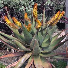 Image result for Asphodelaceae