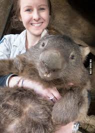World S Largest Wombat Baby Animals Animals Wild Animals