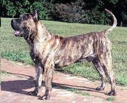 Presa Canario Puppy Weight Chart Dogsblog