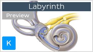The inner ear refers to the bony labyrinth, the membranous labyrinth and their contents. Labyrinth Structure And Inner Ear Function Preview Human Anatomy Kenhub Youtube