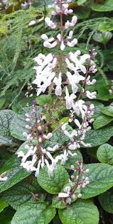 Image result for Plectranthus mandalensis