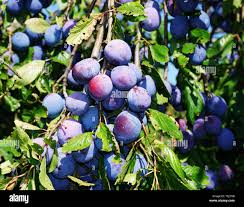Image result for Prunus domestica