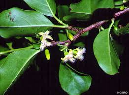 Image result for Ximenia americana