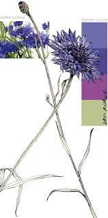 Cone Flower Cornflower Blue Floral Art Cornflower