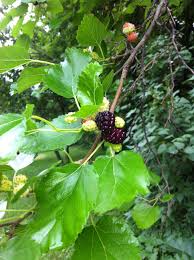 The fruit may be seedless, or may contain a number of small seeds. Mulberries Red White And Goo Conservation Sense And Nonsense