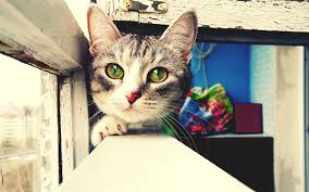 Download Wallpapers Cute Gray Cat Pets Cat With Green Eyes Bokeh Kittens Besthqwallpapers Com Animal Wallpaper Kitten Wallpaper Silver Tabby Cat