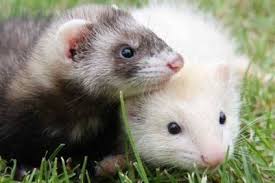 Viele exotische tiere sterben früh an haltungsbedingten krankheiten 1 oder weil es keine tierärzte in der nähe gibt, die sich mit den exoten und ihren erkrankungen auskennen. Wissen Uber Haustiere Exotische Tiere