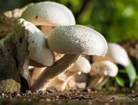 Wild Rivers Mushroom Festival