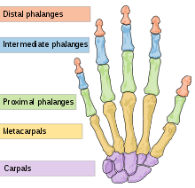 Check spelling or type a new query. Hand Wikipedia
