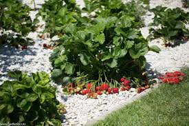 Stoloni de capsuni de soiuri remontante: Soiuri De CÄƒpÈ™uni Cultivate In GrÄƒdinÄƒ Gardenbio Ro