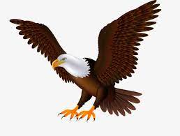 Da Aguia A Voar Eagle Asa De Aguia Aves Imagem Png E Psd Para Download Gratuito Eagle Vector Eagles Wings Png
