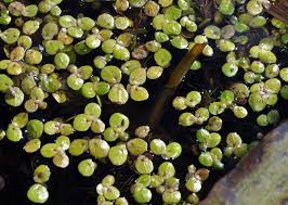 Image result for Spirodela polyrrhiza