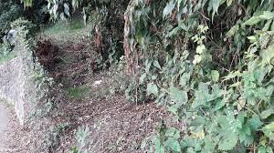 Petr lana is on facebook. Totes Baby Im Gebusch Chronik Tgr Tagesschau