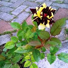 Jual bibit bunga, benih bunga hias, benih bunga import & lokal. Jual Bibit Bunga Mawar Batik Kuning Agro Bibit Id