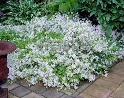 Campanula Poscharskyana E H Frost Google Sogning Plants White Gardens Front Garden