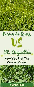 We Are Faced With A Dilemma On Choosing Bermuda Grass Vs St Augustine The Two Most Common Grasses Homeowners Usual Bermuda Grass Grass Care Bermuda Grass Seed