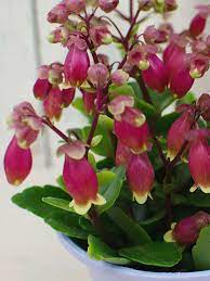 Kalanchoe Wendy World Of Succulents Blooming Succulents Succulents Succulent Species