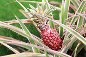 Image result for Ananas