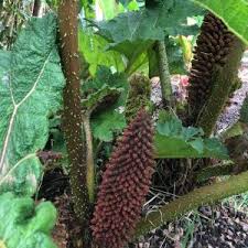 Image result for Gunnera perpensa