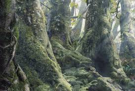 Optical Illusions Find The Hidden Animals In The Rainforest Optical Illusions Illusions Illusion Pictures
