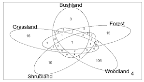 Image result for Englerina muerensis