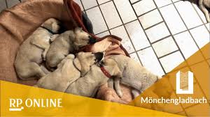 „ich hätte gerne kontakt zu einem papiertücherhersteller.‟ dieser welpe sucht noch ein neues zuhause! Zwolf Kangal Welpen Suchen Ein Zuhause