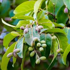 Image result for Terminalia bellirica