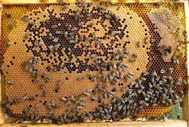 Maybe you would like to learn more about one of these? La Maison Des Abeilles Apiculture Et Site Pedagogique