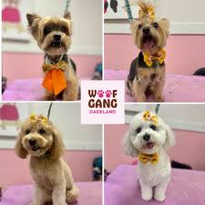 Chewy, Daisy, Penny & Brie are ready for the holiday season after their  SPAW Day @woofgangdadeland 🍁🦃🎄 🩷✂️ by Glendys Did you book your next  appointment? ☎️Call 786-558-4404 or book online link