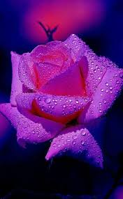 Wallpaper Rose Seeds Amazing Flowers Beautiful Roses