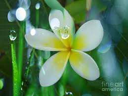 Splash Of Plumeria By Beverly Guilliams Beverly Guilliams Plumeria Splash In 2020 Plumeria Plumeria Flowers Splash