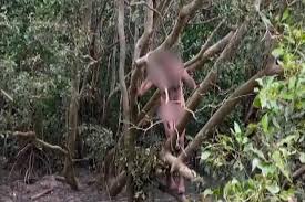 We did not find results for: Perampok Telanjang Sembunyi Di Pohon Bakau Yang Dikelilingi Buaya