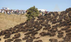 Bison At Standing Rock Thousands Of Wild Buffalo Appear Out Of Nowhere At Standing Rock Video Dinos Mark Native American Pictures Standing Rock Standing Rock Protest