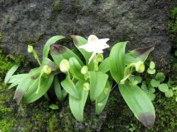 Image result for Habenaria laurentii