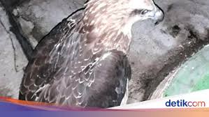 Macan vs elang / 62 gambar elang. Kasihan Elang Yang Putus Kakinya Tak Bisa Dilepasliarkan Selamanya