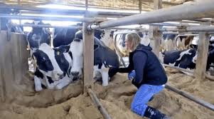 Beef Cattle Farm Worker In Canada Cattle Farming Beef Cattle Dairy Farms