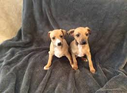 Italian greyhound puppies for sale. Akc Italian Greyhound Puppies For Sale In De Land Florida Classified Americanlisted Com