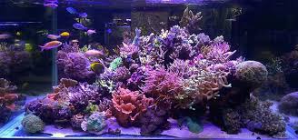 Iqbal aquarium beralamat di jalan swatantra ii no 44 jatiasih bekasi. Reef Eden Aquarium Home Facebook