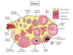 Pin By Alia On Endocrino E Ripro Female Hormones Ovaries Corpus Luteum