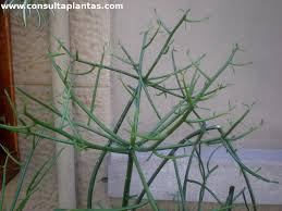 The species name tirucalli was actually taken by linnaeus from the common name used by the. Euphorbia Tirucalli Or Pencil Cactus Care And Growing