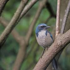 Image result for Thecacoris spathulifolia