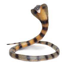 Pin On Sneks Danger Noodles