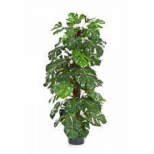 Philodendron verrucosum x melanochrysum (actual plant). Artificial Philodendron Monstera Deliciosa Sancho Green 4ft 120cm Fake Plants