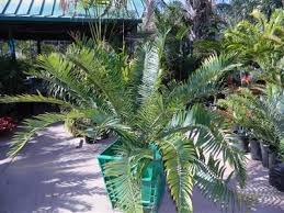 Image result for Encephalartos munchii