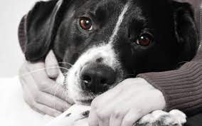 Dog boarding, dog walking, house sitting Rehoming Your Pet Responsibly And Humanely